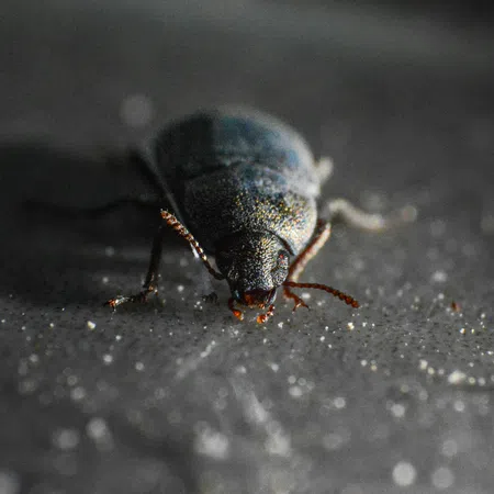Close-up image of a black beetle with red antennae on a textured dark surface with scattered particles.