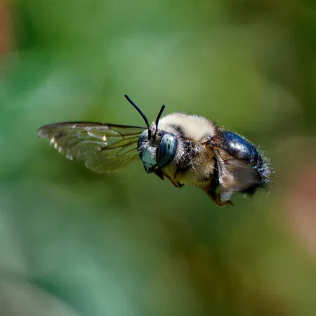 Close-up of a bee in mid-flight with detailed wings and fuzzy body against a blurred natural background