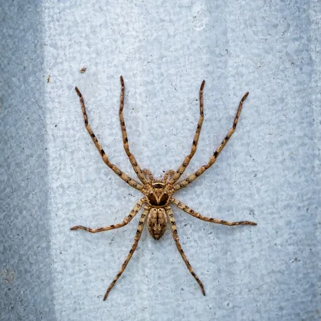 Brown spider with long legs on a textured light gray metal surface, centered in the frame.