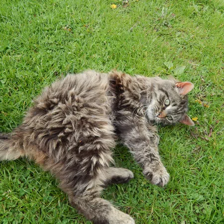 Fluffy gray tabby cat lying on green grass with relaxed posture and attentive expression.