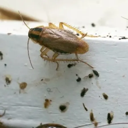 Close-up of multiple cockroaches crawling on a white surface scattered with debris and droppings.