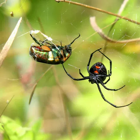Black widow spider with red hourglass marking wrapping a captured iridescent beetle in its web outdoors.