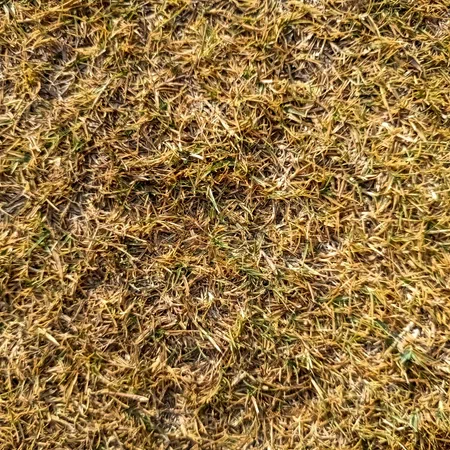 Close-up of dry, brown grass with sparse green patches, showing a rough and brittle texture under sunlight