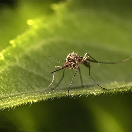Close-up of a mosquito resting on a bright green leaf with detailed texture and sunlight highlights