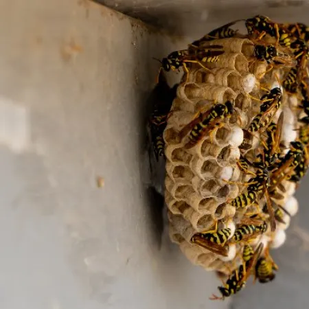 Close-up of a yellowjackets wasp nest attached to a corner with multiple wasps crawling on the honeycomb structure.