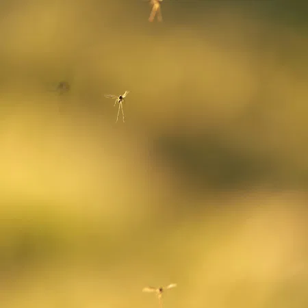 Close-up of flying mosquitoes with blurred golden background during sunset or sunrise.