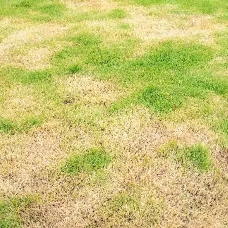 Patchy lawn with brown, dry spots scattered across green grass under sunlight.