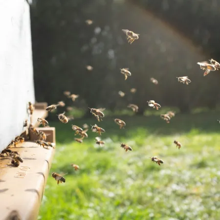 Bees flying around a wooden beehive entrance on a sunny day with green grass in the background.