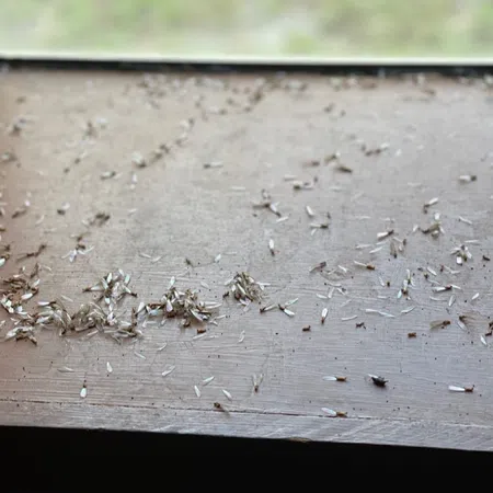 Close-up of dead termites scattered on a wooden windowsill with natural light from outside.