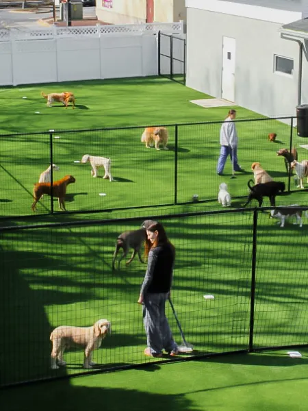 a group of people in a fenced in area with animals