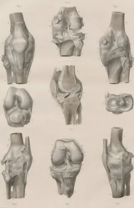 Detailed vintage anatomical sketches of human knee joints showing bones, ligaments, and cartilage in various views.