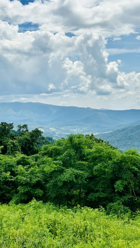 a landscape with trees and hills