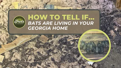 Close-up of bat droppings on attic insulation with inset showing bats roosting behind a screen in a Georgia home.