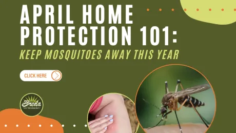 April home protection tips to keep mosquitoes away, showing a mosquito bite and close-up of a mosquito on skin.