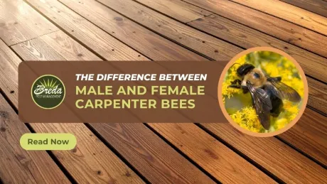 Wooden deck background with text about differences between male and female carpenter bees and a bee on yellow flowers.