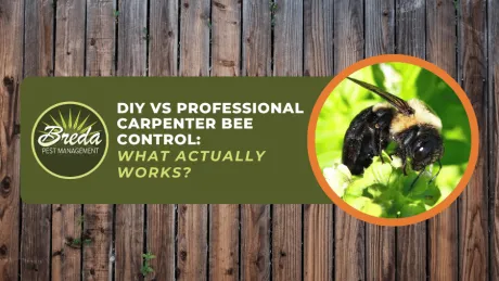 DIY vs professional carpenter bee control comparison with close-up image of carpenter bee on green plant.