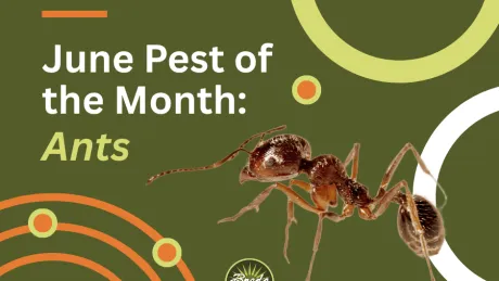 June pest of the month ants featured with a close-up ant and green and orange circular design elements