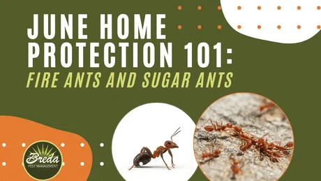 JUNE HOME PROTECTION 101 guide on identifying and controlling fire ants and sugar ants with two ant images.