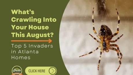 Close-up of a spider on its web with text about top 5 home invaders in Atlanta this August.