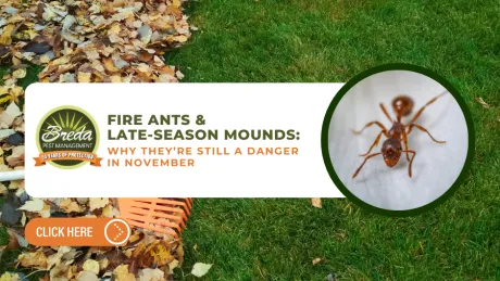 Green lawn with fallen autumn leaves and a close-up image of a fire ant highlighting late-season mounds danger in November.