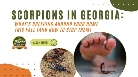 Informational graphic about scorpions in Georgia with images and tips to stop them at home in fall