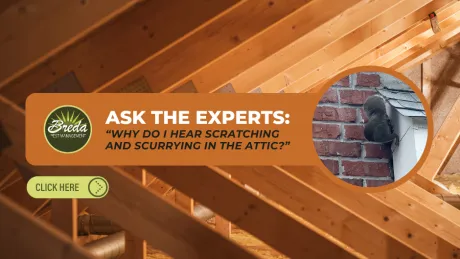 Interior view of attic with wooden beams and pest management ad about hearing scratching sounds in the attic