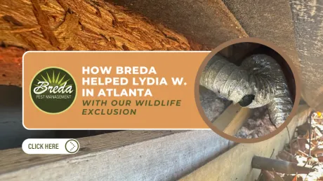 Wildlife exclusion service by Breda Pest Management removing animals from a crawl space in Atlanta home.