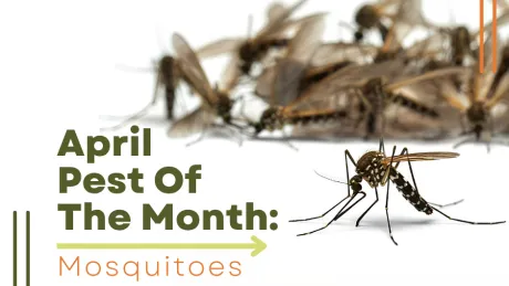 April pest of the month highlighting mosquitoes with close-up image and Breda Pest Management logo.
