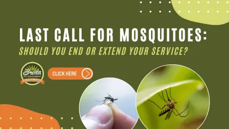 Last call for mosquito control with options to end or extend pest management service for protection.