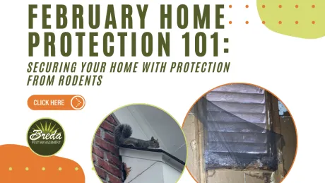 February Home Protection 101 graphic showing a squirrel on a roof and damaged window screen to prevent rodent entry.