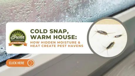 Condensation on window with silverfish insects highlighting moisture and heat as pest havens in homes.