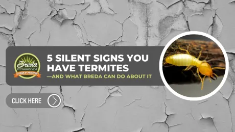 Close-up of termite on wood with cracked paint background and text about silent termite signs and pest control.