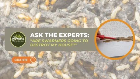 Close-up of termites on wood with a tool revealing house damage, promoting pest control expert advice.