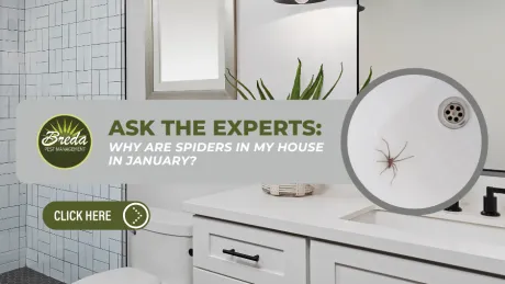 Modern bathroom with white vanity, black fixtures, and a spider in the shower drain magnified in an inset.
