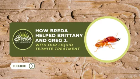 Wood surface damaged by termites, Breda Pest Management logo, termite image, and liquid termite treatment ad.