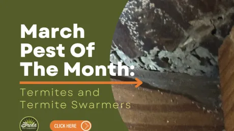 Close-up of termite damage on wood highlighting termites and termite swarmers as pest of the month for March.
