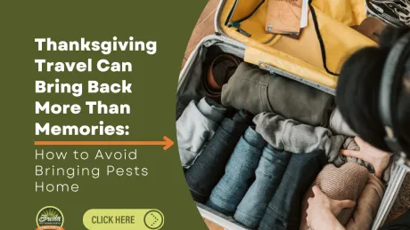 Person packing a suitcase with clothes and travel guides, highlighting tips to avoid bringing pests home during Thanksgiving travel.