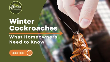Hand holding a cockroach with text about winter cockroaches and homeowner pest advice on green background.