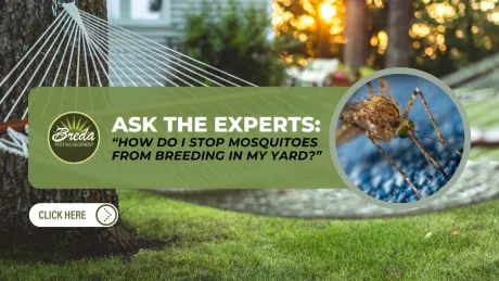 Backyard hammock at sunset with mosquito close-up and pest control advice banner on mosquito prevention.