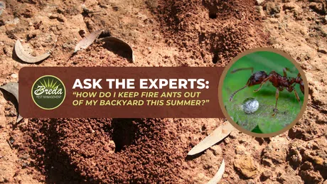 Close-up of a fire ant mound on dry soil with an inset image of a fire ant carrying an egg against a blurred green background.