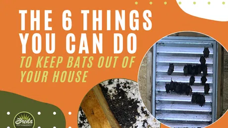 The 6 things to keep bats out of your house with images of bats on a vent and insulation infested with bats.