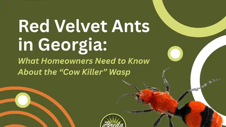 Red velvet ant close-up with text about Georgia homeowners and the 'Cow Killer' wasp on olive background.
