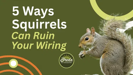 Squirrel on a tree stump next to text about 5 ways squirrels can ruin your wiring with Breda Pest Management logo.