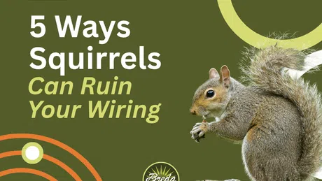 5 ways squirrels can damage your wiring shown with squirrel on tree stump and text on green background.