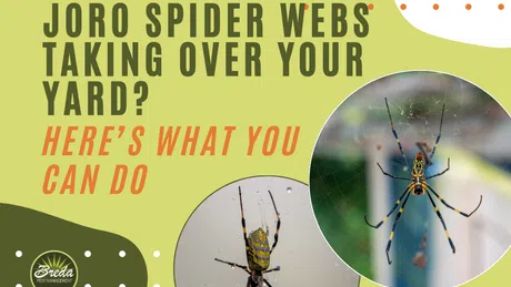 Joro spider webs in yard and close-up photos of Joro spiders on webs with pest control branding.
