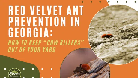 Close-up images of red velvet ants on dry ground and wood with text about ant prevention in Georgia yards.