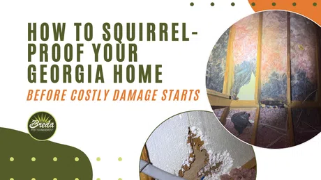Guide on squirrel-proofing Georgia homes showing attic insulation and wall damage caused by squirrels.