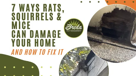 7 ways rats, squirrels, and mice damage homes with images of wood damage and squirrel on roof eaves