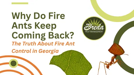 Two fire ants carrying objects with overlaid text about fire ant control and Breda Pest Management logo