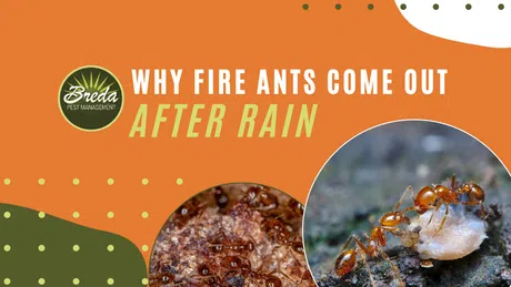 Two close-up photos of fire ants on soil and carrying food, with overlaid text reading why fire ants come out after rain.